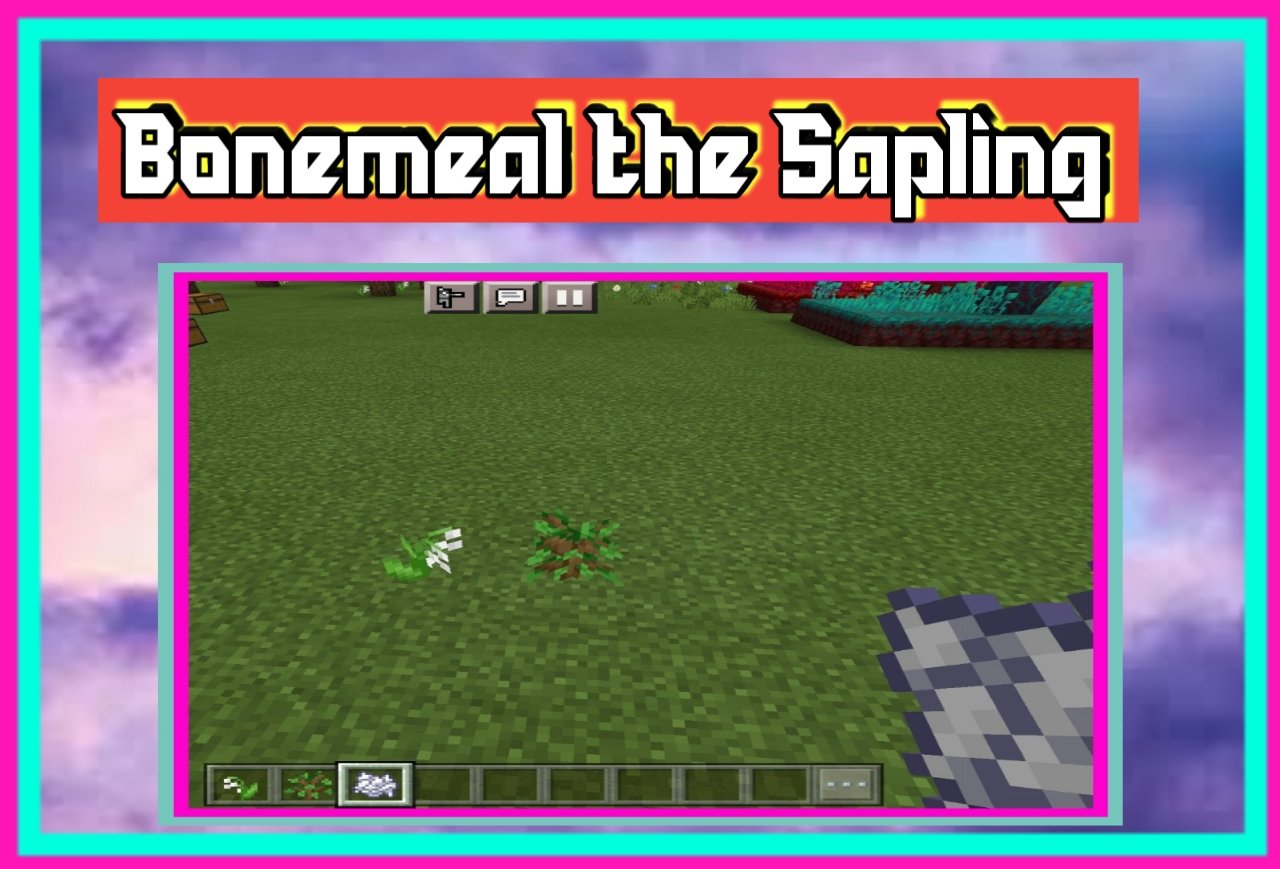 Bonemeal the Sapling which is Next to the Flower